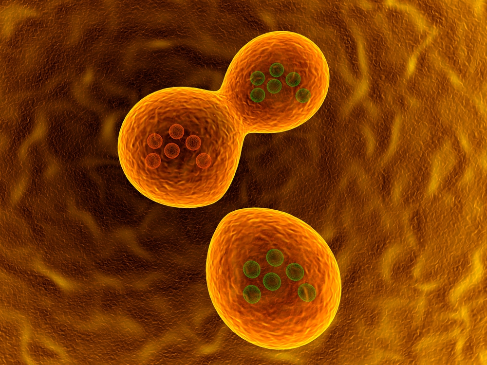 micro cells